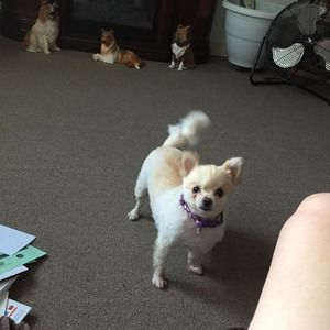 Meet your Posher, Bonnie